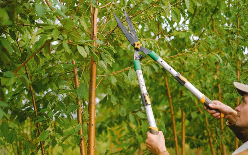 Tree trimming in Montrose, WV