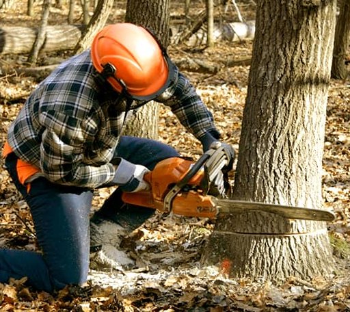 Tree Removal in Montrose, WV